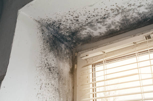 Affordable Black Mold Remediation solutions in Richmond, KY