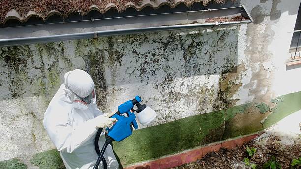 Top rated local Black Mold Remediation specialists in Richmond, KY